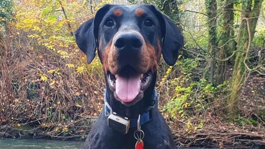 Lucy說:「Indie幫我找到捐贈者」。(FB)