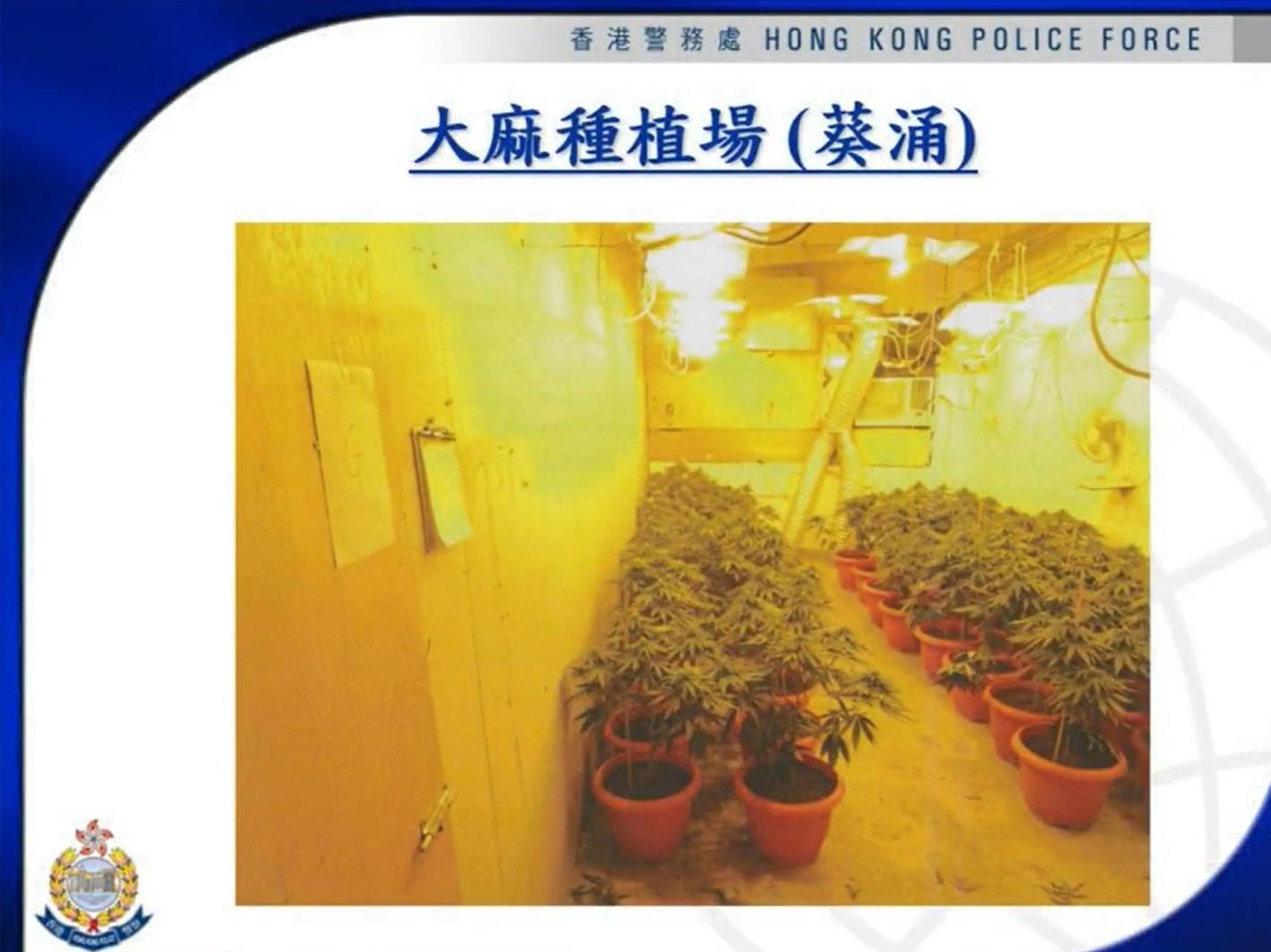 警拘82名男女涉販毒種大麻等罪 檢市值4200萬毒品