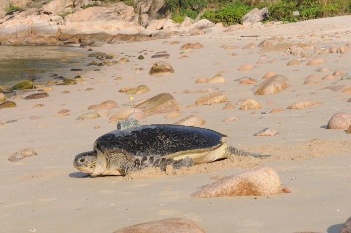 綠海龜是瀕危物種