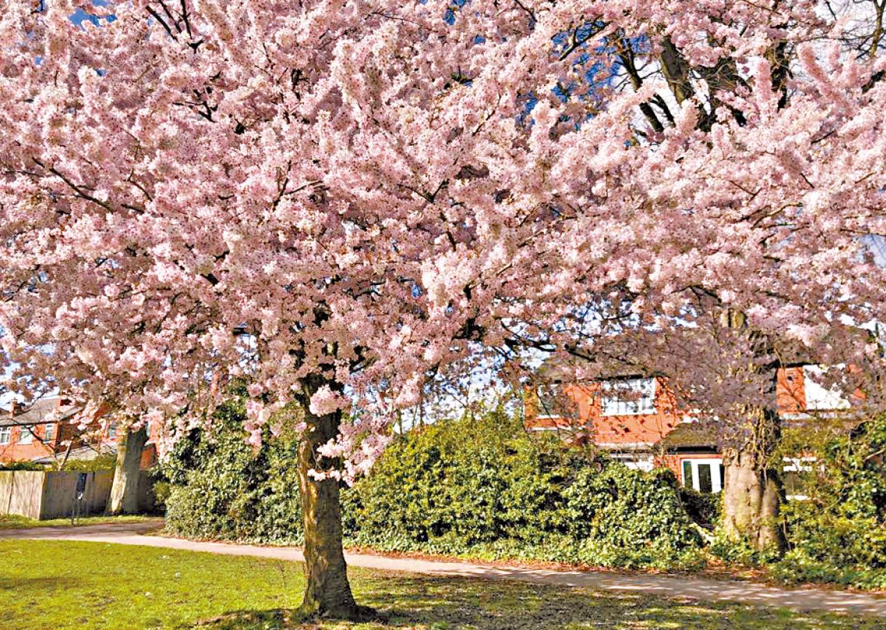 英國 曼城 櫻花