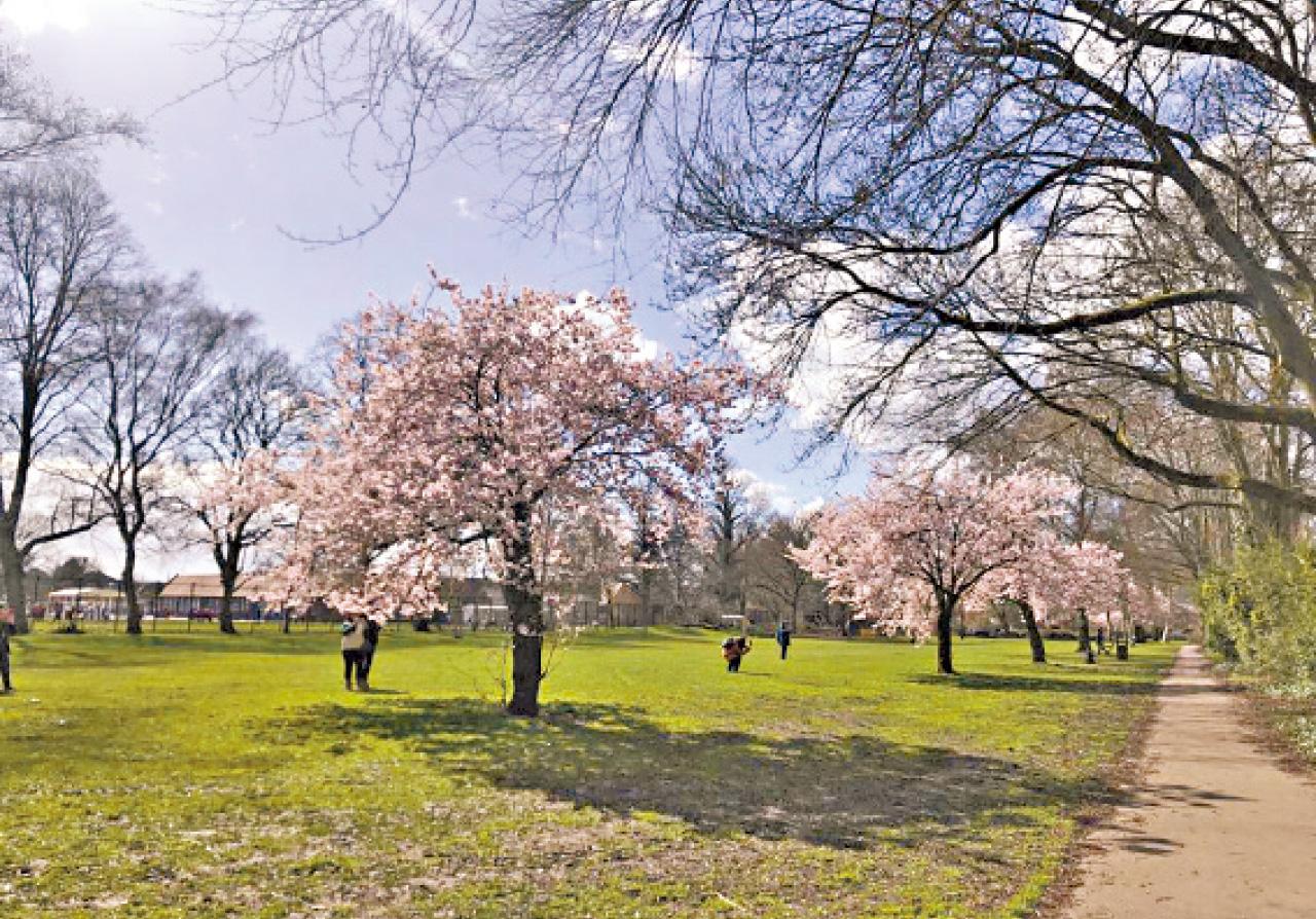 英國 曼城 櫻花