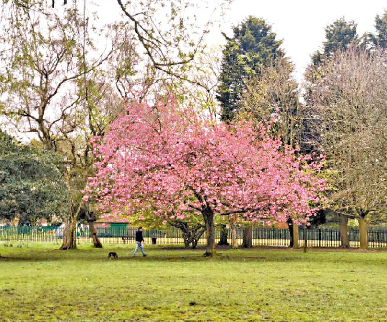 英國 曼城 櫻花