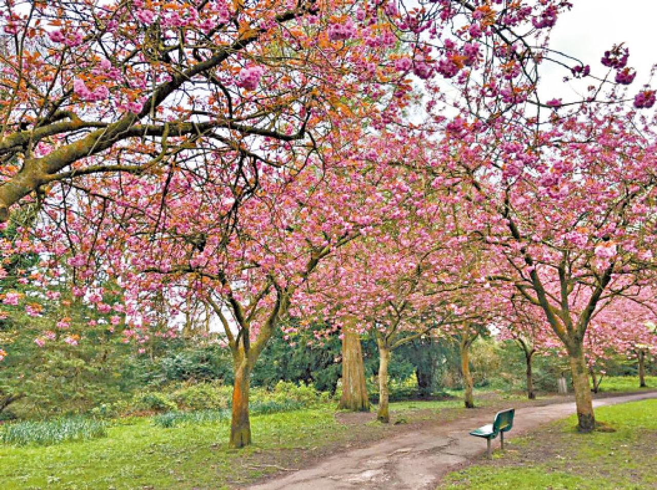 英國 曼城 櫻花