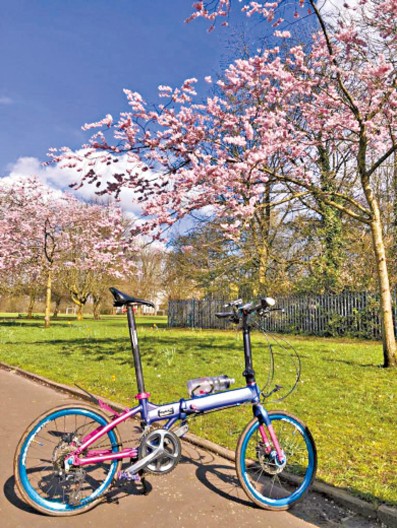 英國 曼城 櫻花
