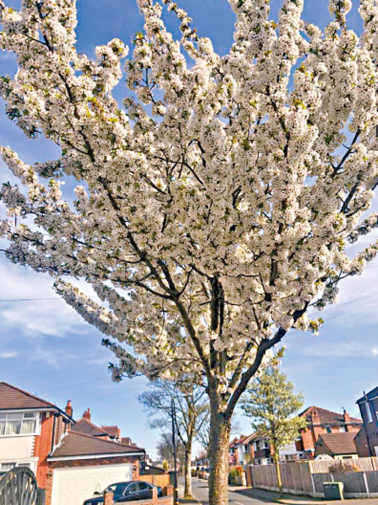 英國 曼城 櫻花