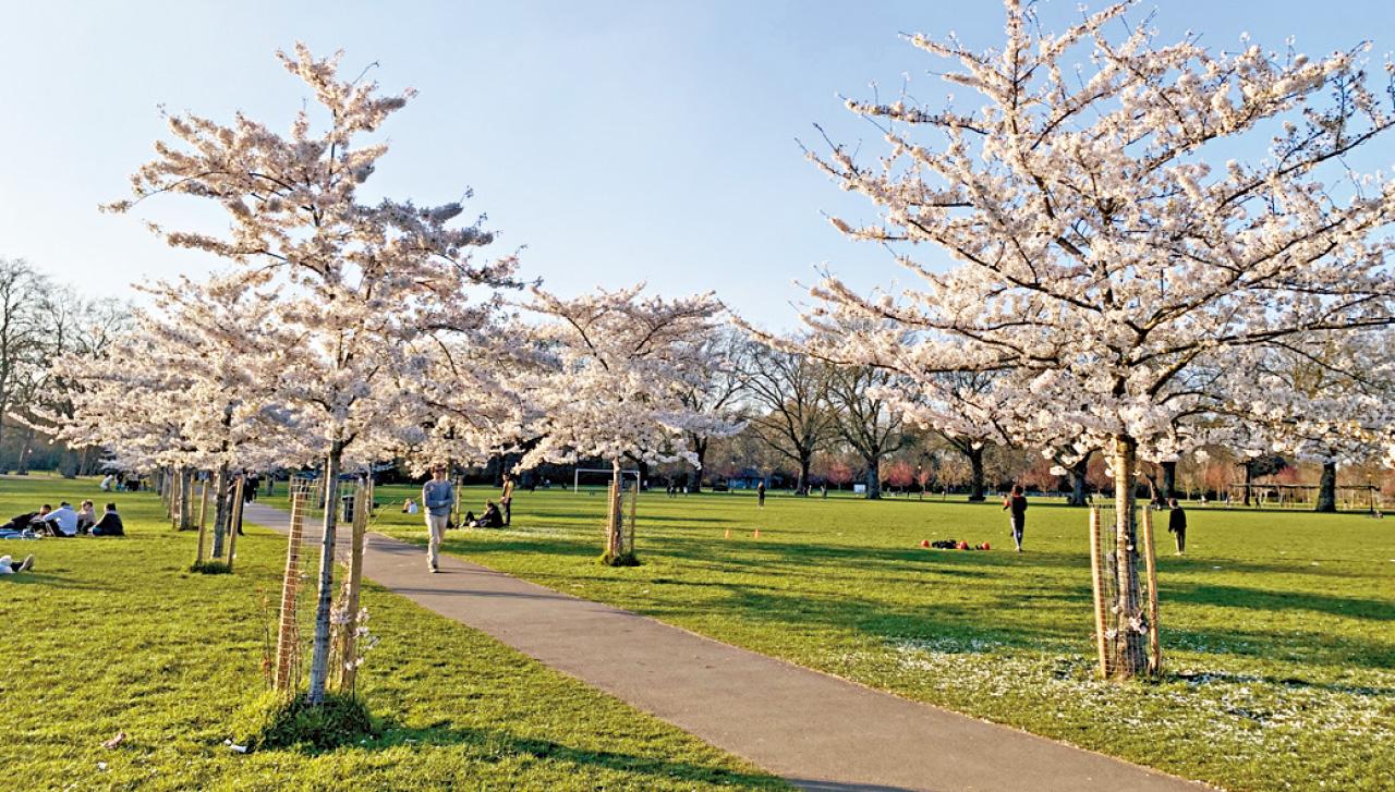 倫敦 BatterseaPark 櫻花