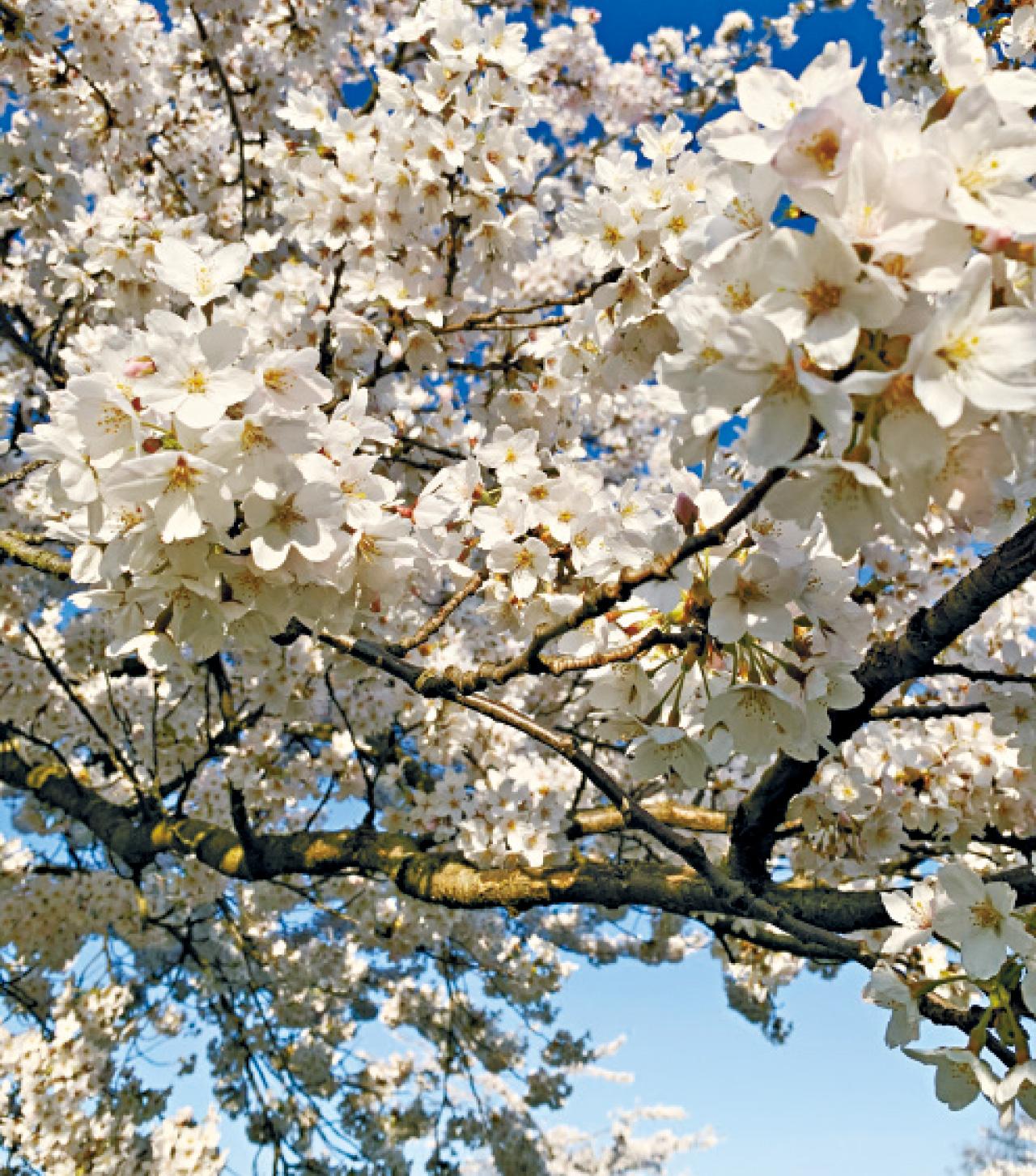倫敦 BatterseaPark 櫻花