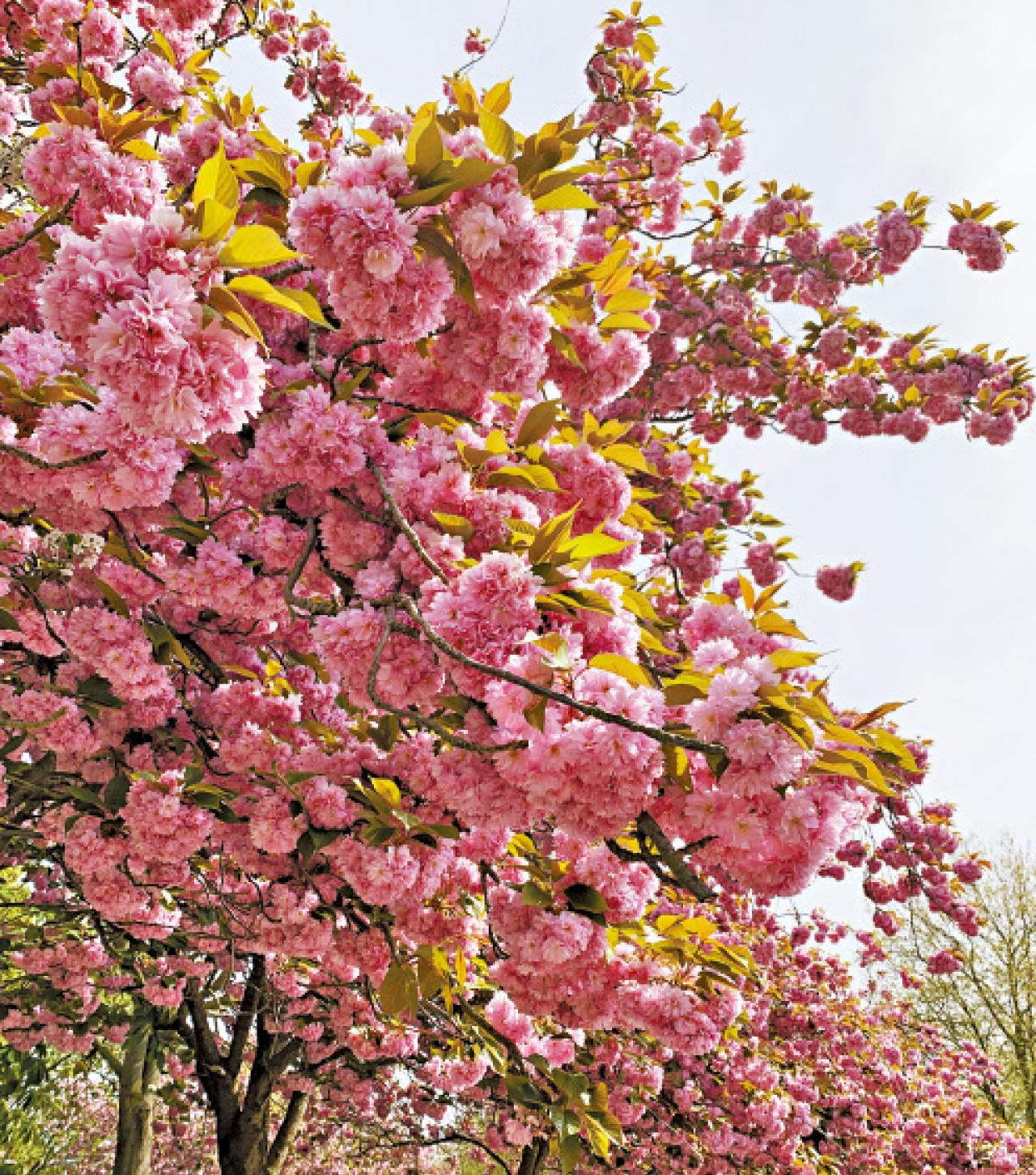 偷敦 VictoriaPark 櫻花