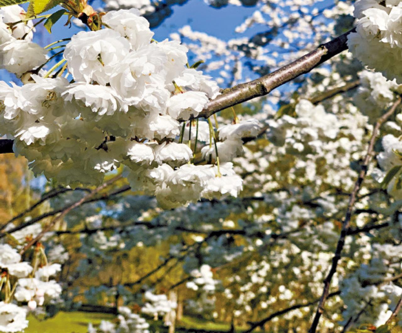 偷敦 St.JamesPark 櫻花