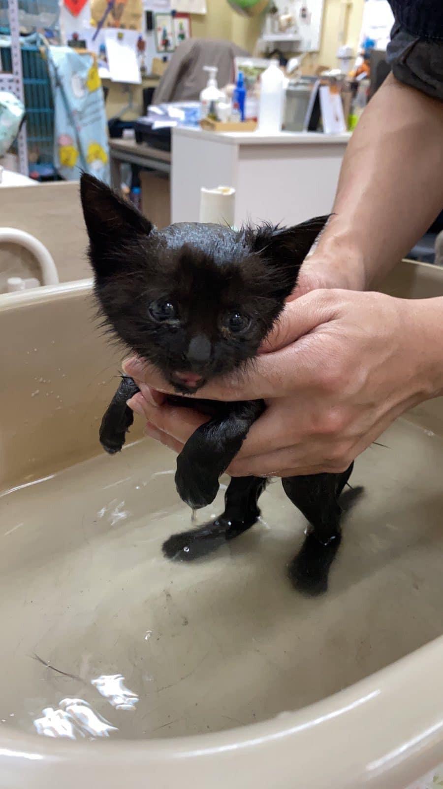 洗澡後可愛模樣重見天日