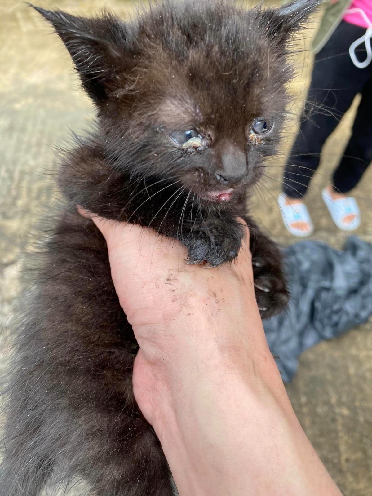 黑貓被救出時滿身機油及蟲蝨