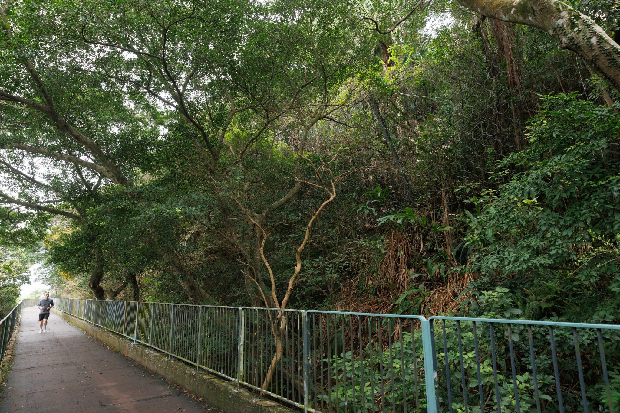 寳雲道設研習徑