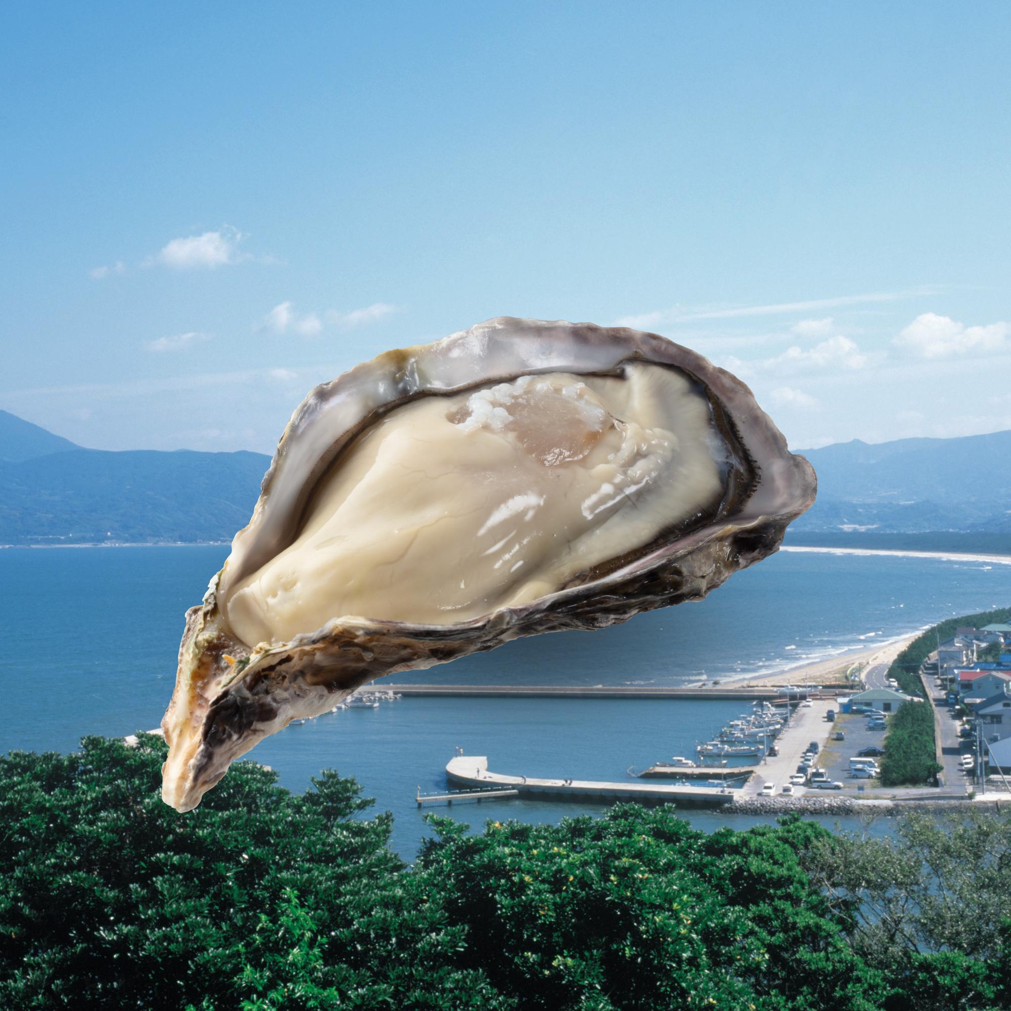 佐賀縣有明活蠔($58/隻) 口感奶滑,味道濃郁香甜,海水味淡,更能突顯出生蠔之鮮味。