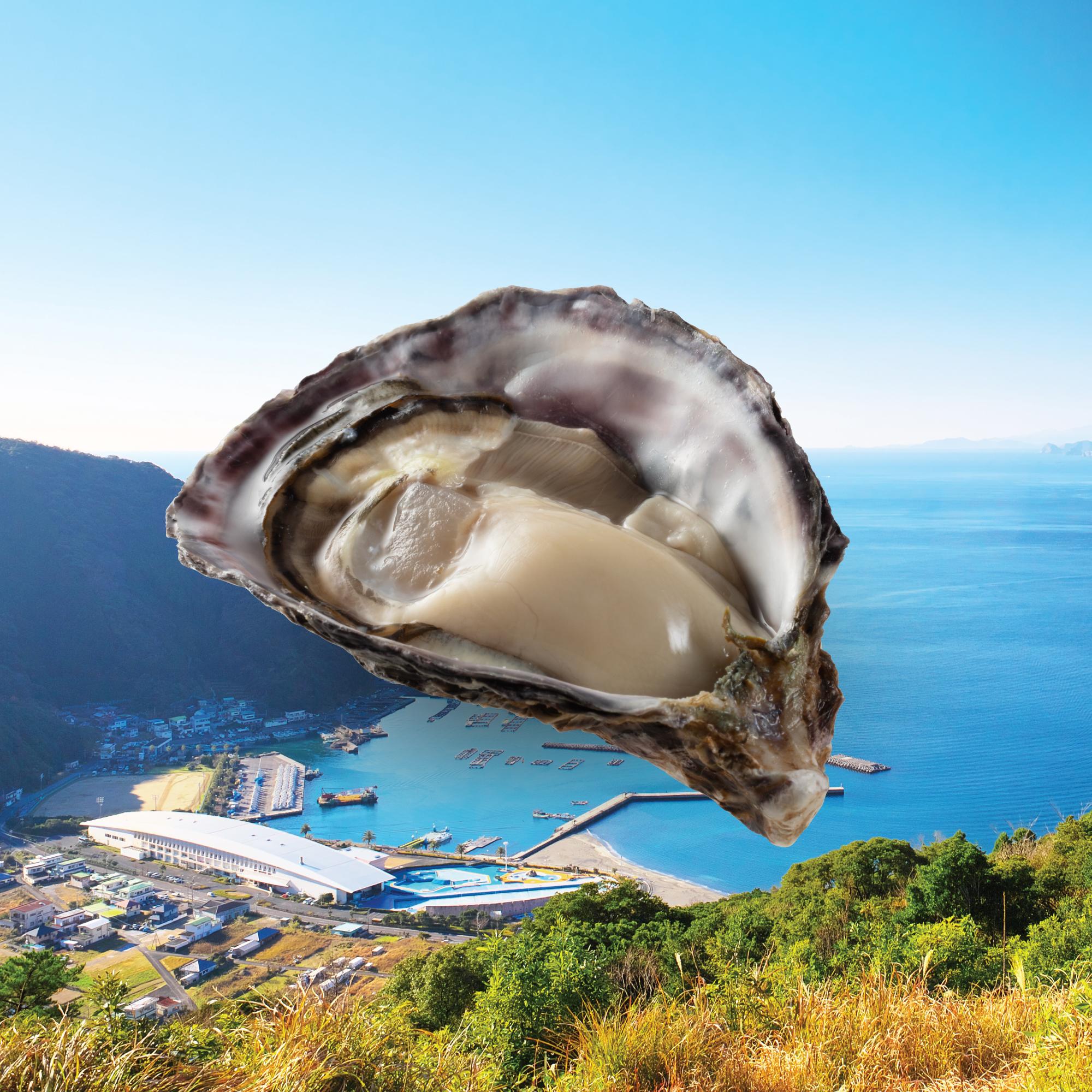 大分縣大入島活蠔($ 58/隻) 肉質厚實爽脆,飽滿多汁,獨有的海水鹹味及滿滿的海洋氣息令人再三回味。