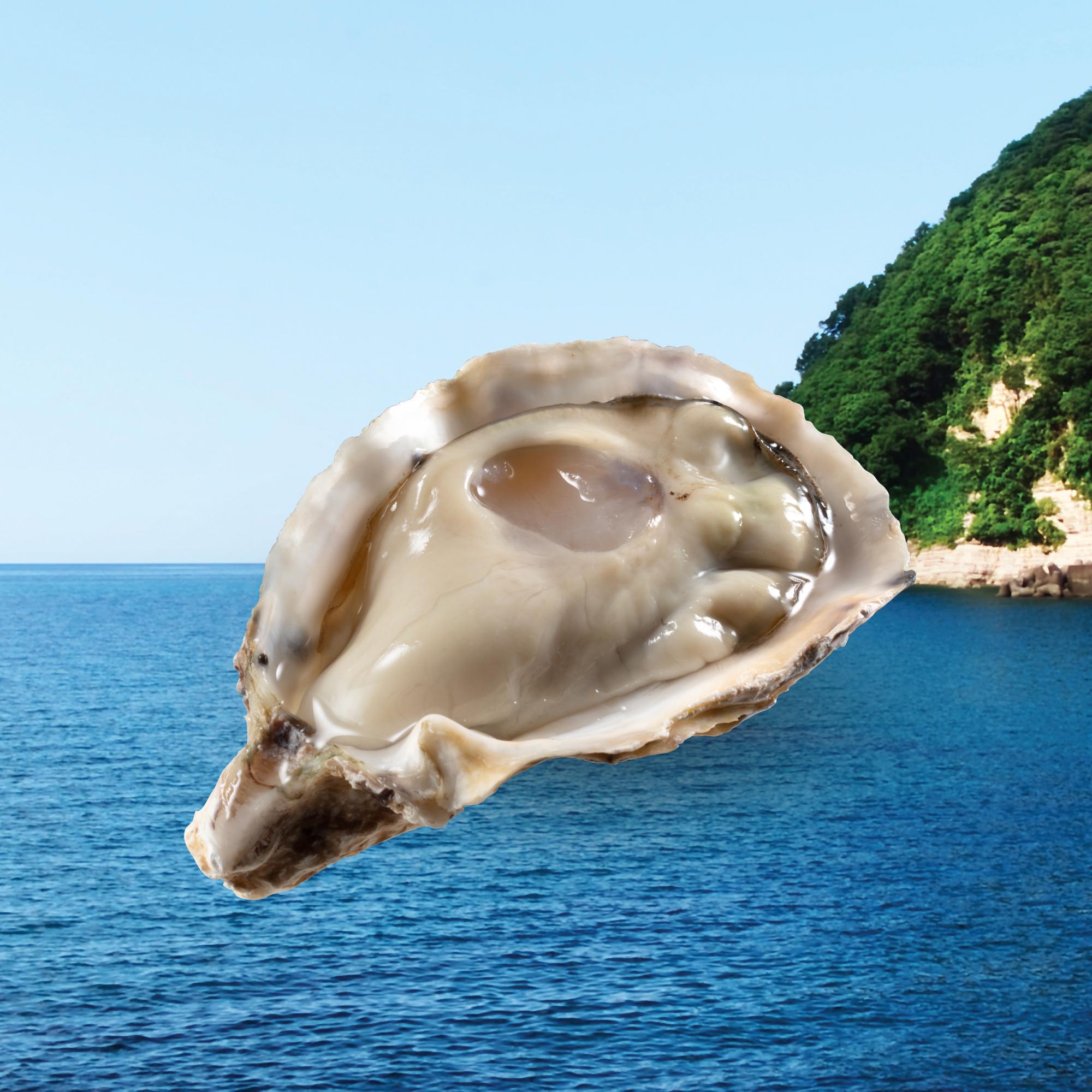 兵庫縣坂越活蠔($ 58/隻) 帶淡淡海水鹹味,肉質豐滿肥美,口感富有彈性。