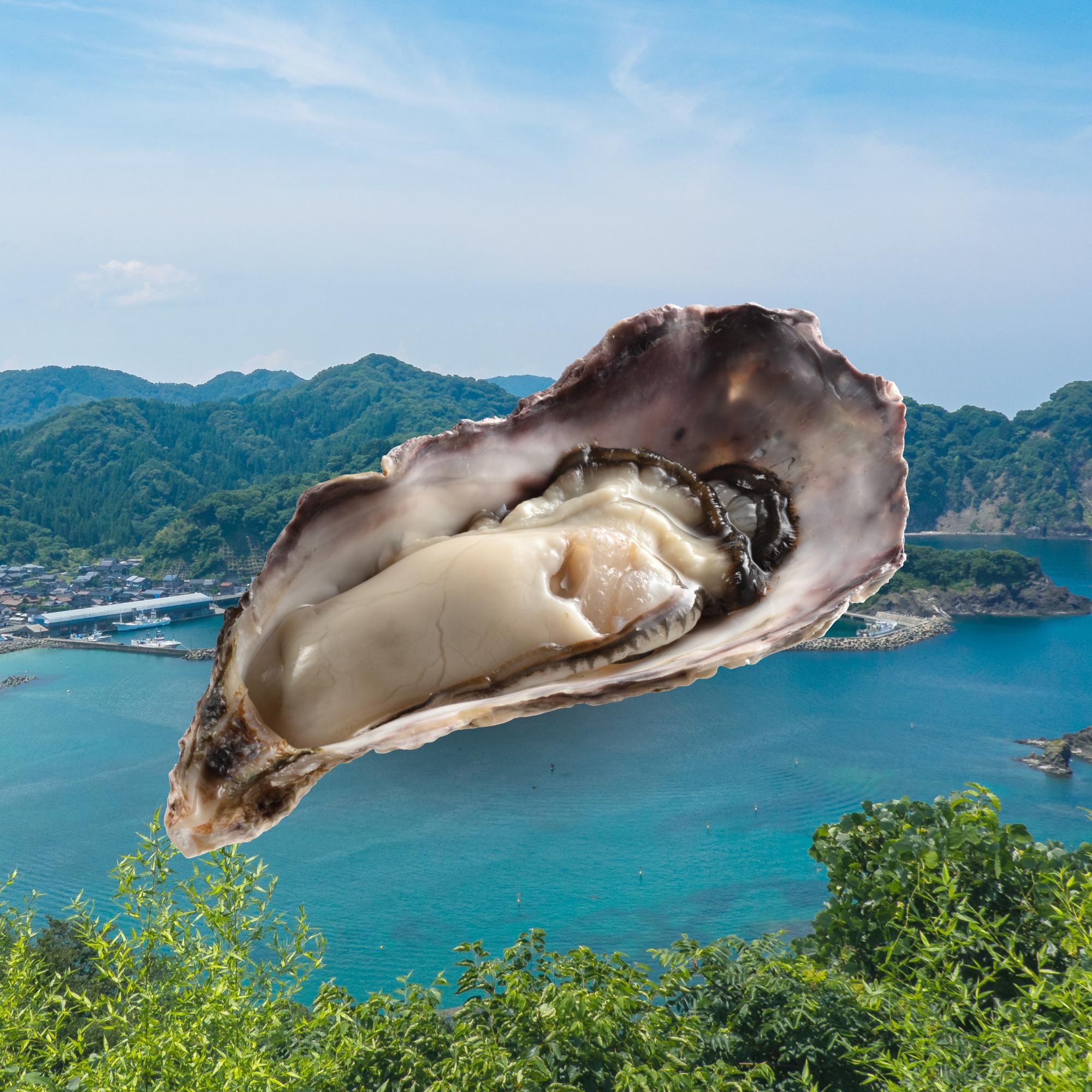 兵庫縣武士活蠔($ 58/隻) 口感綿滑爽口,充滿彈性,鮮味醇厚,鮮甜味道適中,讓人回味無窮。