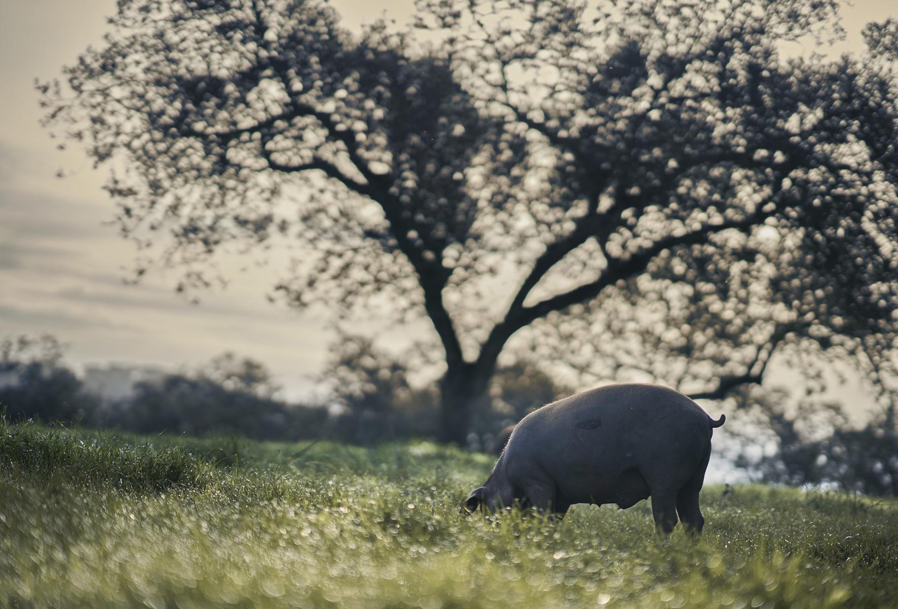 行走的橄欖樹 伊比利亞火腿國際推廣活動(香港站)