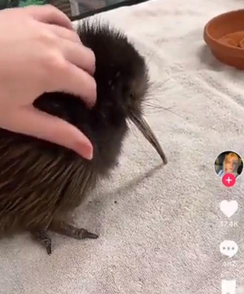 Pāora似乎不太習慣人氣,似乎顯得不安,當有機會時,迅速躲進盒子裡躲避。(Twitter)