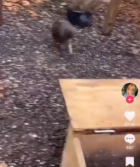 Pāora似乎不太習慣人氣,似乎顯得不安,當有機會時,迅速躲進盒子裡躲避。(Twitter)