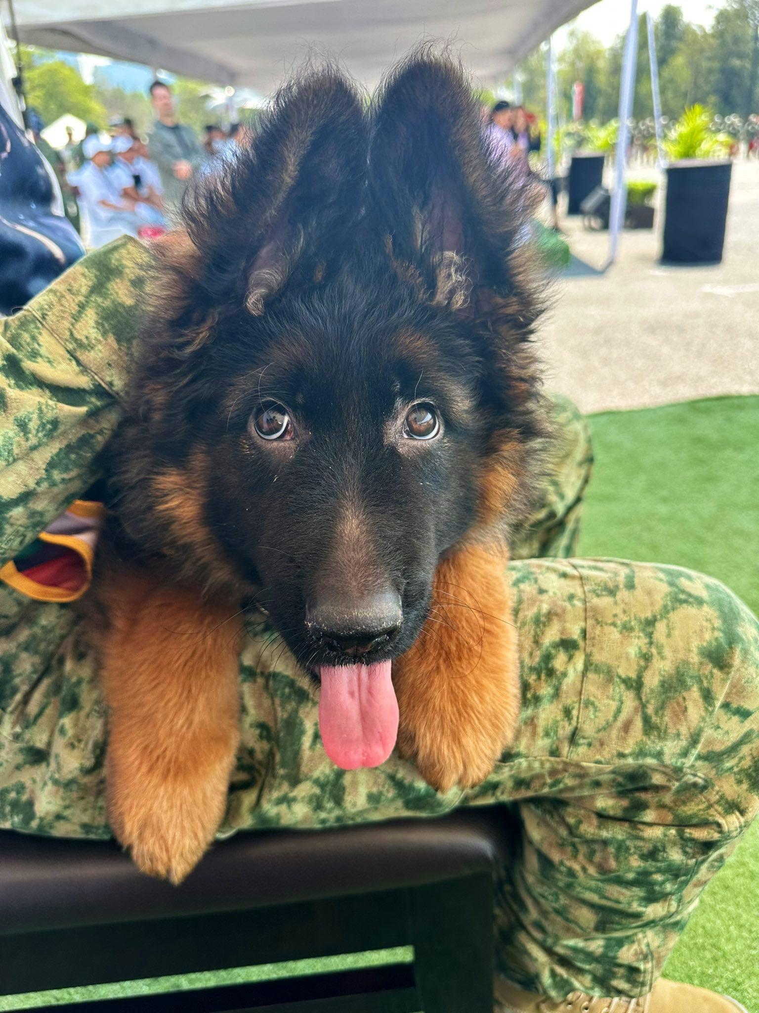 3個月大的德國牧羊犬Arkadas。(Twitter)