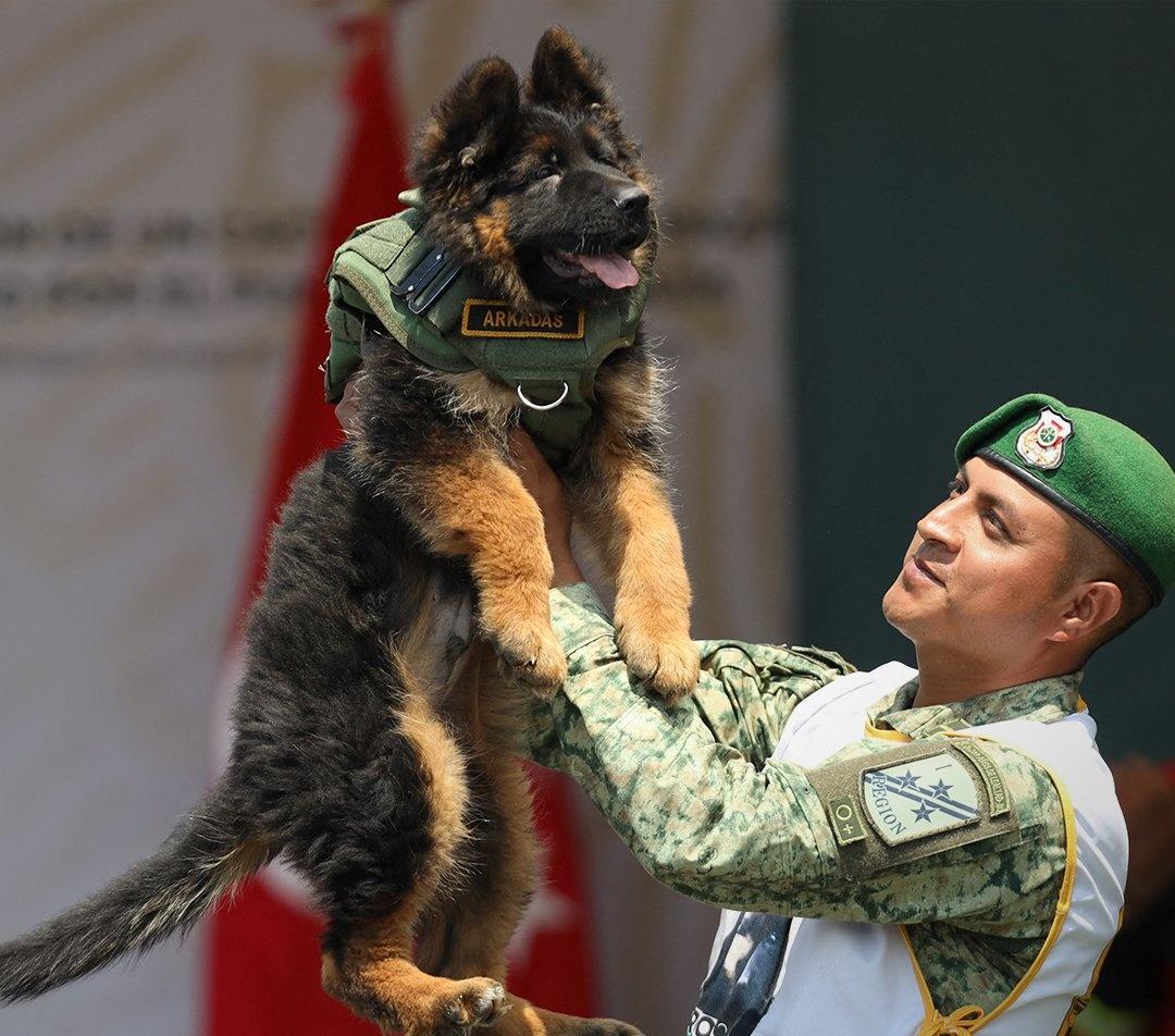 Arkadas將加入墨西哥著名的警犬隊。(Twitter)
