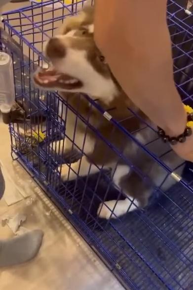 有人將狗狗頸部夾在鐵籠與籠蓋之間,之後按壓上蓋。(FB)