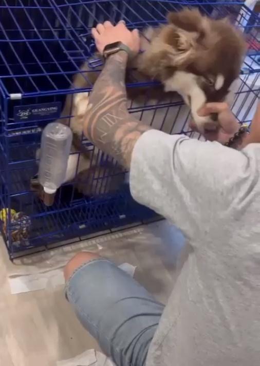 有人將狗狗頸部夾在鐵籠與籠蓋之間,之後按壓上蓋。(FB)