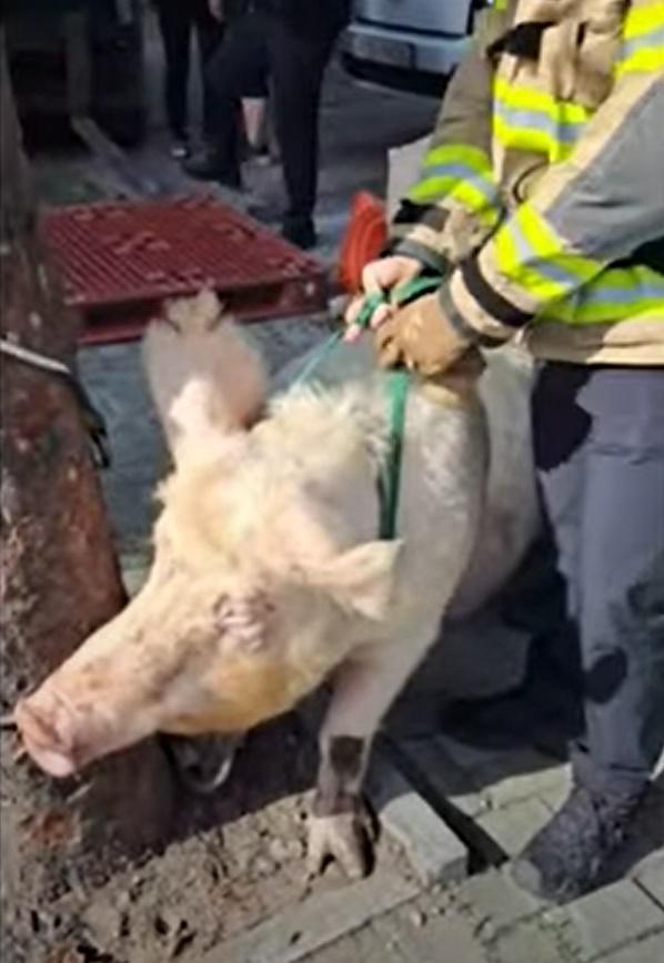 消防局派出16人與3台裝置,經過大約20分鐘將逃脫豬隻捕獲。(YouTube)