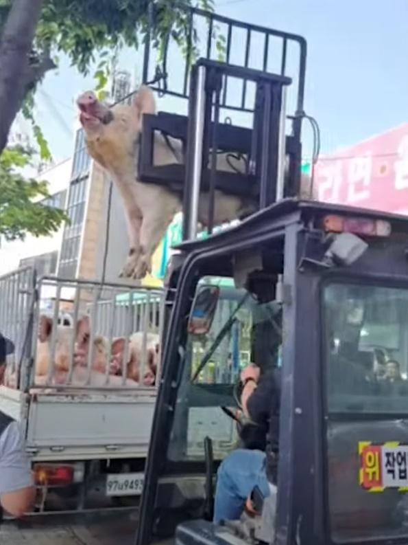 消防員指:「幸好豬隻沒有受傷」,不過隨後又「重新被送往屠宰場」。(YouTube)