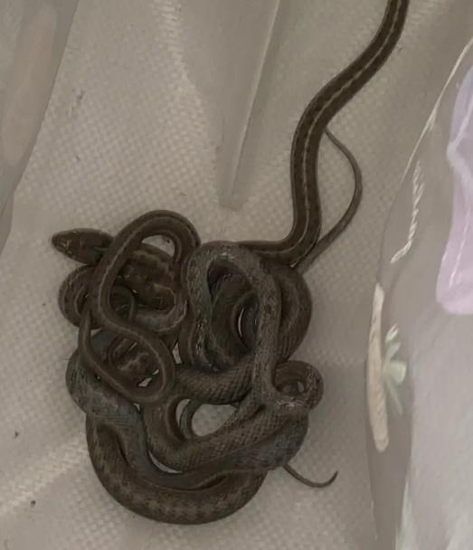 在新屋約2個星期,至少發現十幾條蛇。(網上圖片)