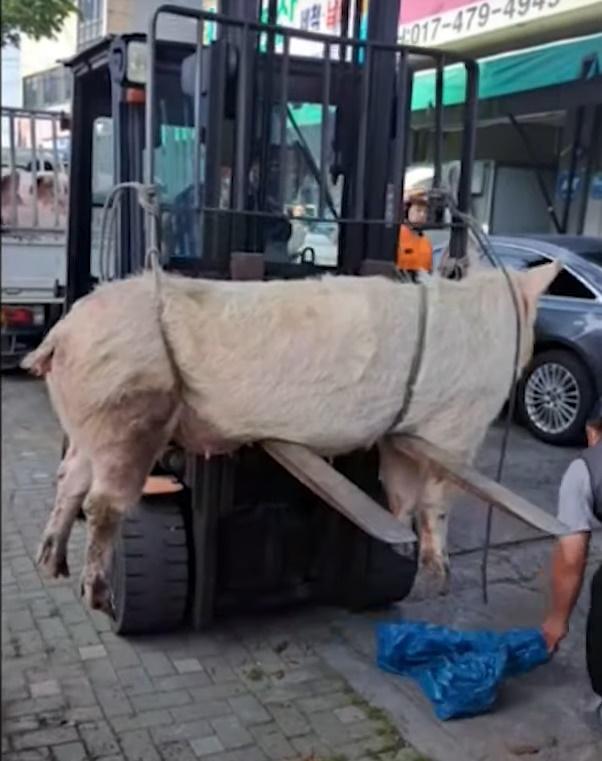 豬隻被捉後,被綁在堆高機的牙叉上並移進卡車。(YouTube)