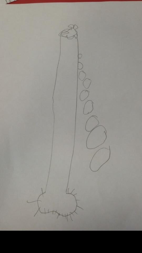 網民Lian Donna指,有個小女孩畫這張畫,他們在學習由種子、球莖、根、莖、花、花粉等植物生長過程。(FB)