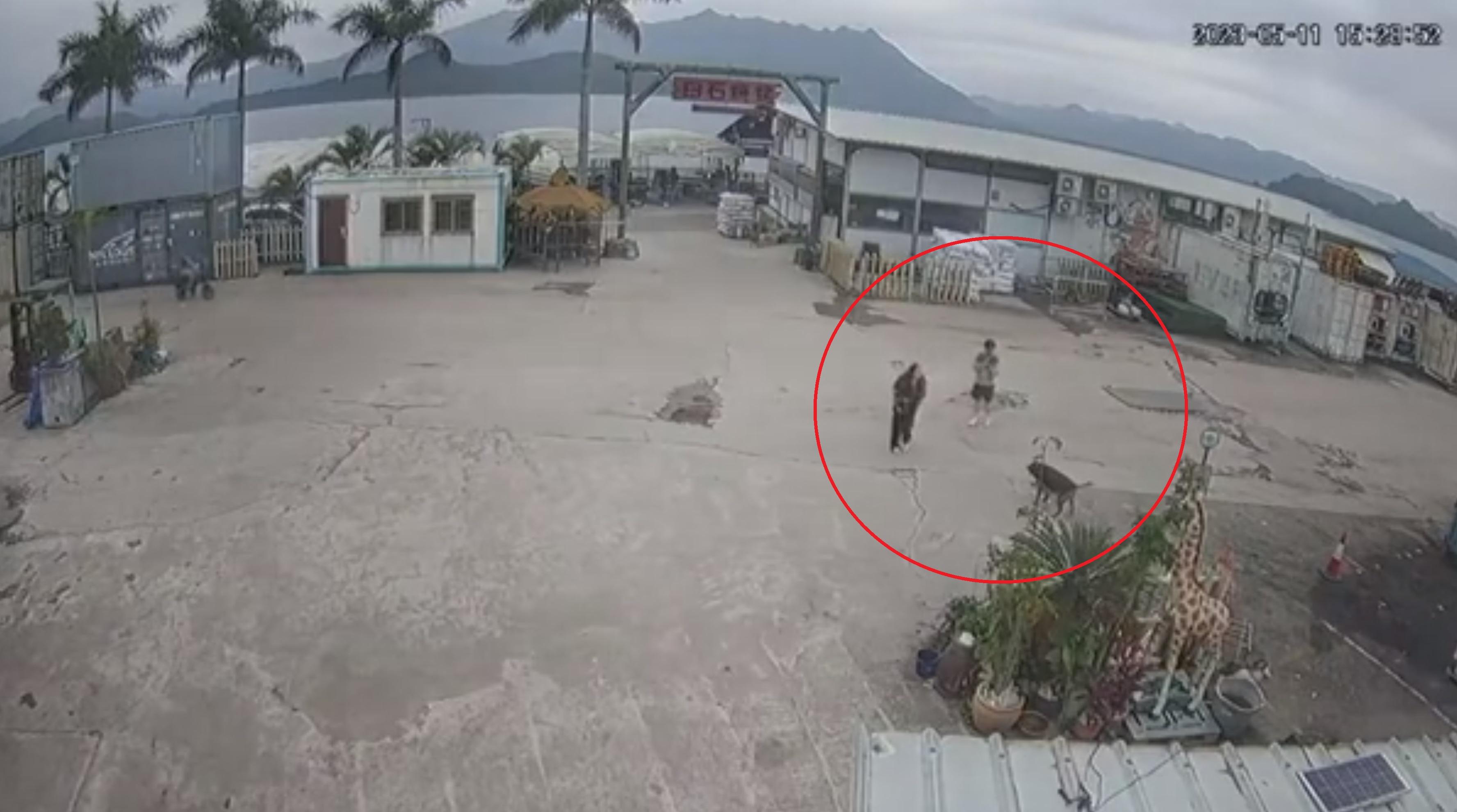 狗隻事後站起身,職員上前查看狗隻傷勢。(網片截圖)