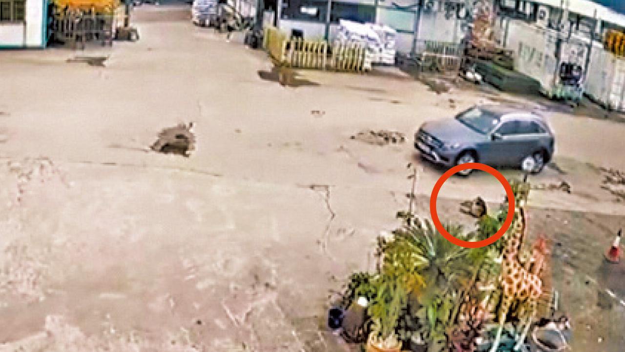 馬鞍山 白石燒烤場 唐狗