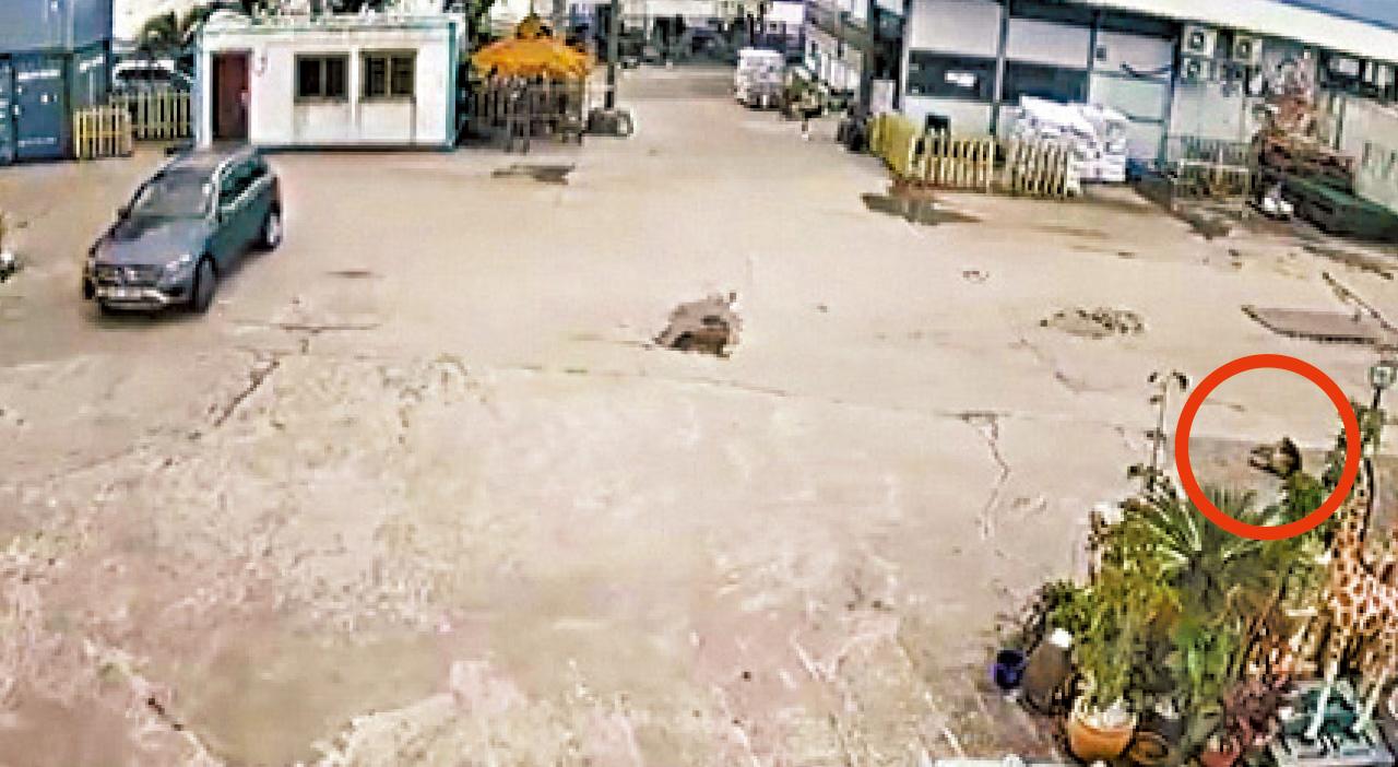 馬鞍山 白石燒烤場 唐狗