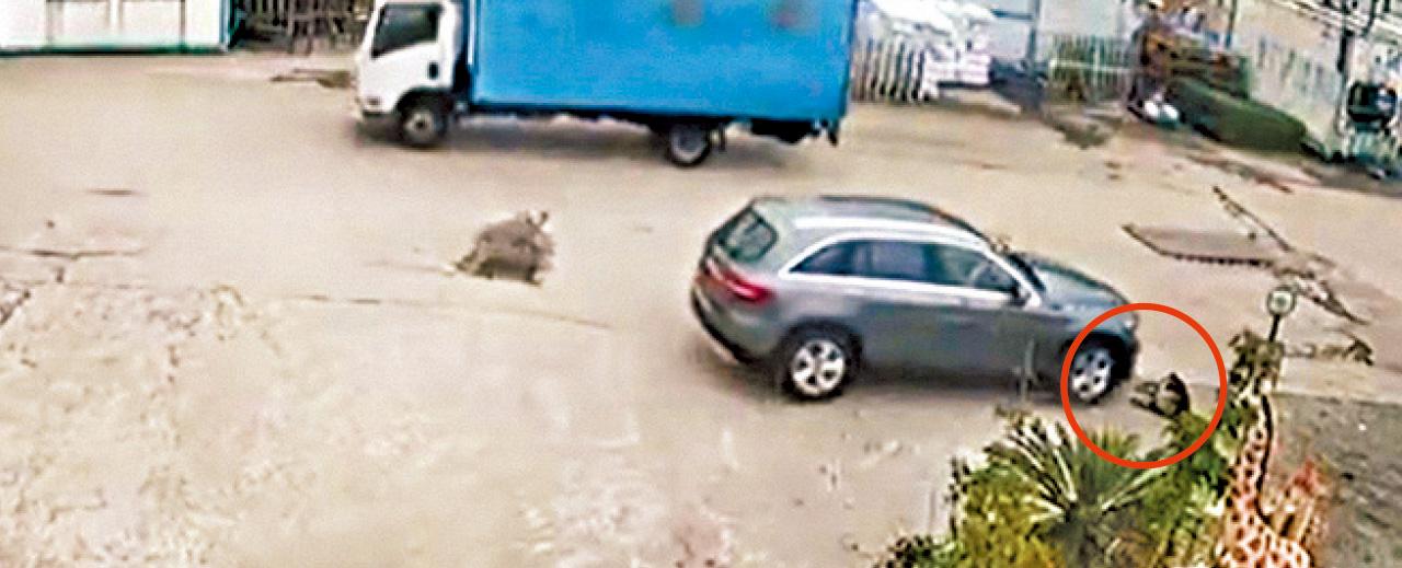 馬鞍山 白石燒烤場 唐狗