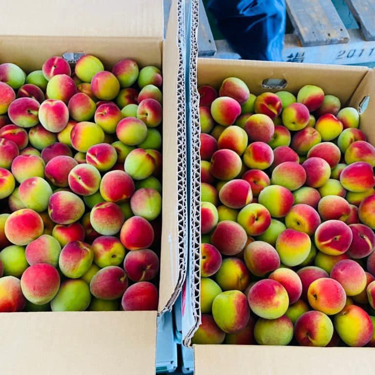 梅季開催﹗預訂梅之紅寶石「紅南高」