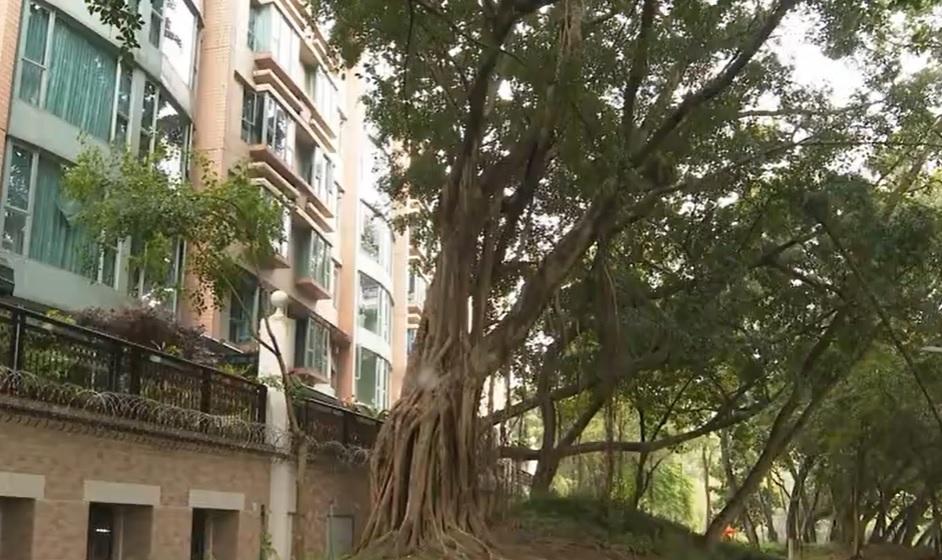 立法會議員鄧家彪大埔帝欣苑住所遭賊人入屋爆竊 失500元及銀行卡