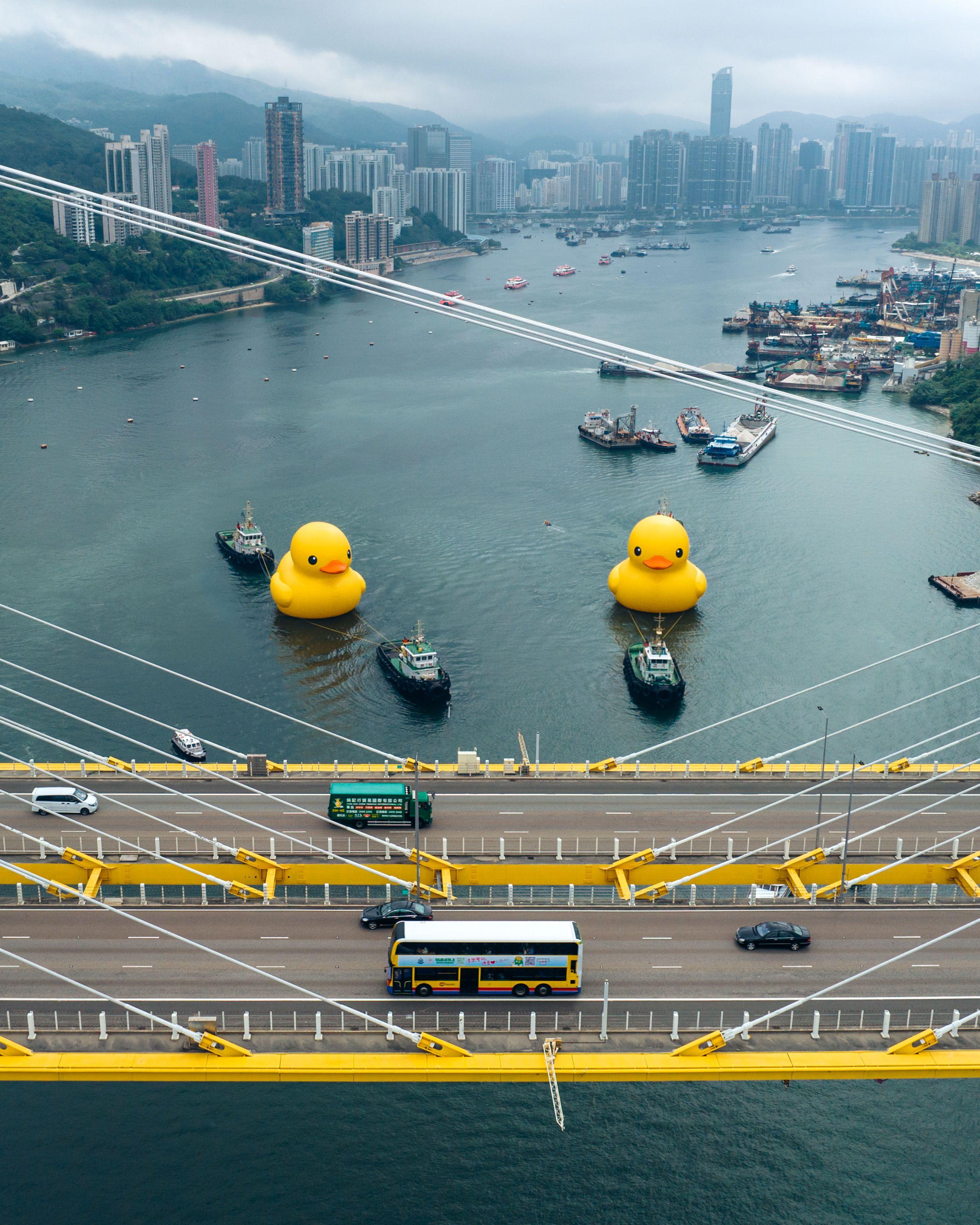 Ray Online|巨型黃鴨闊別10年再訪港 孖同伴青衣游水