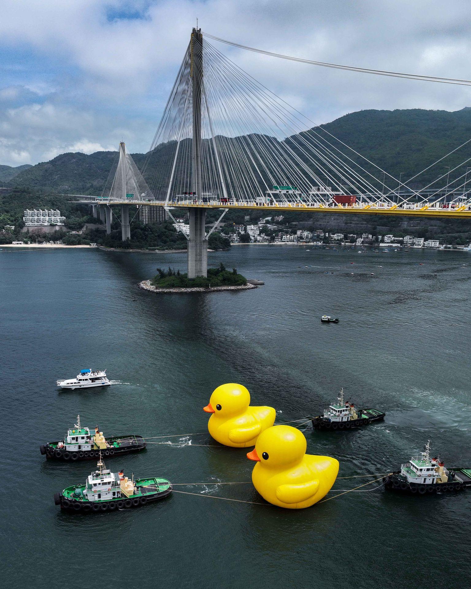 Ray Online|巨型黃鴨闊別10年再訪港 孖同伴青衣游水