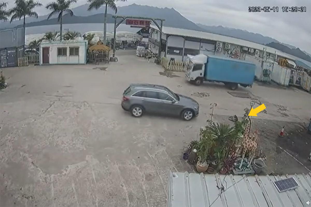 馬鞍山白石燒烤場一隻老狗(黃箭嘴示),日前被一輛私家車輾至重傷,最終需要安樂死。(網民Li Eric影片截圖)