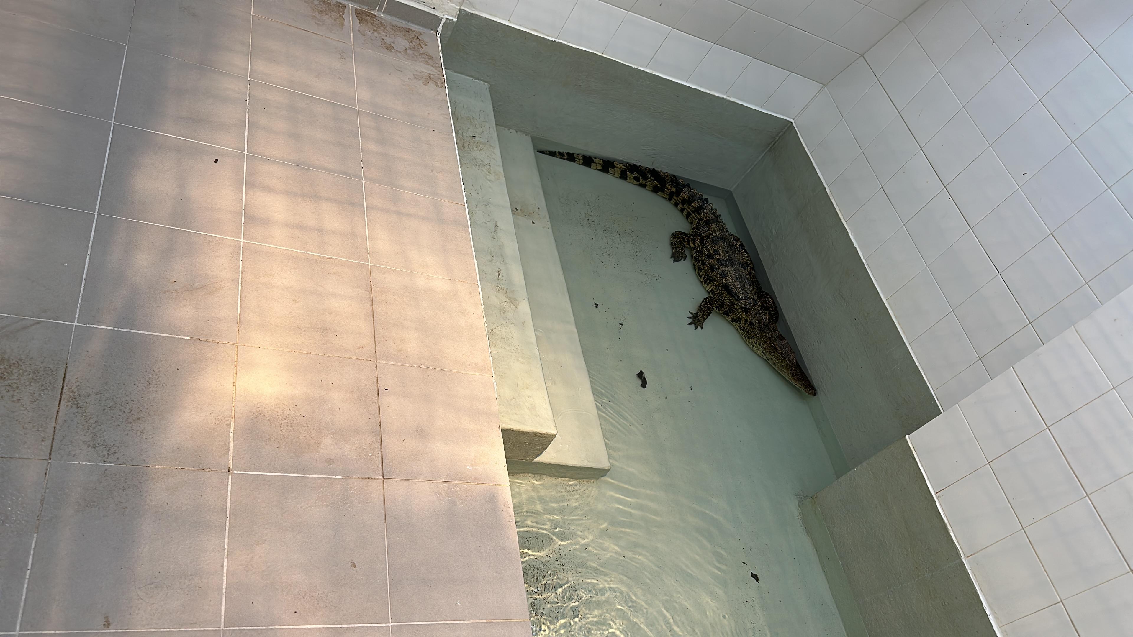 鱷魚, 海洋公園