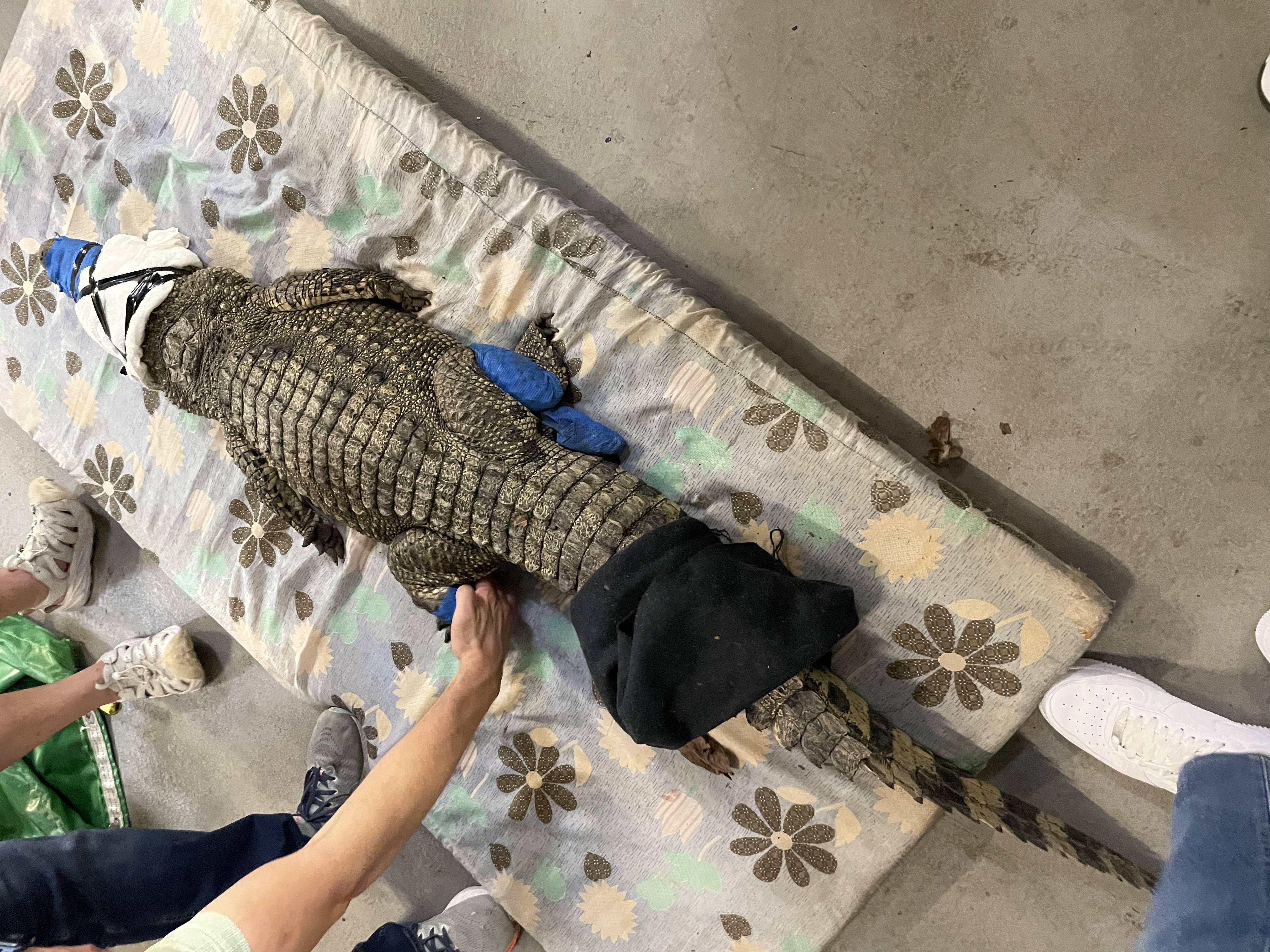 鱷魚, 海洋公園