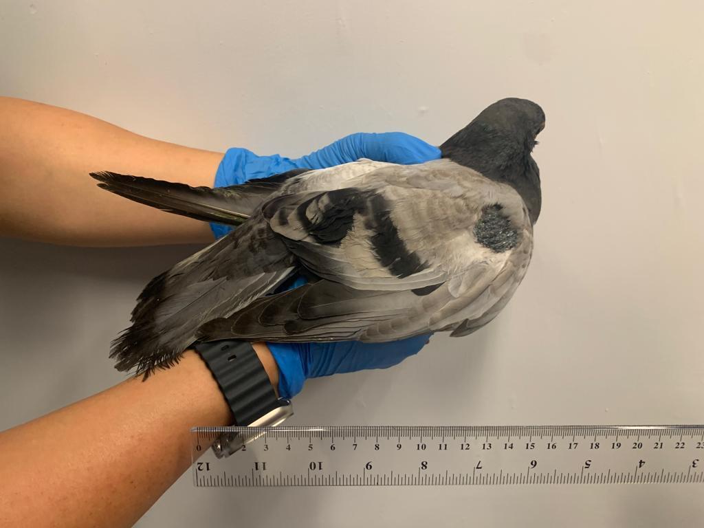 將軍澳66歲男子疑不滿野鴿滋擾徒手折翼 涉殘酷對待動物被捕