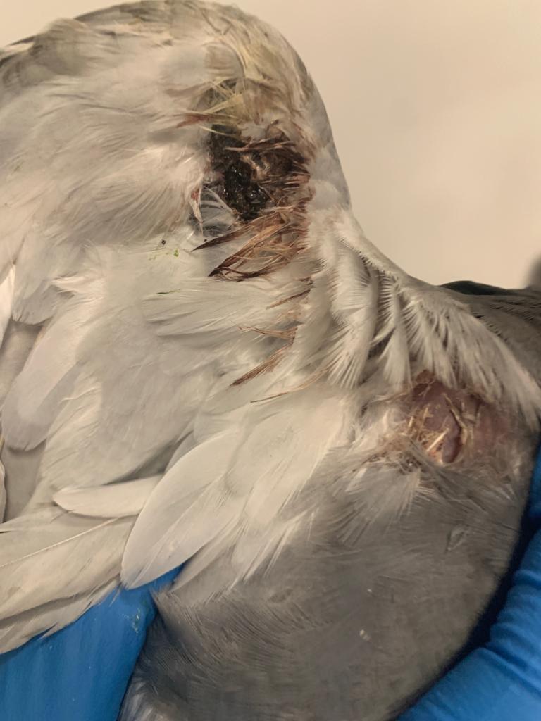 將軍澳66歲男子疑不滿野鴿滋擾徒手折翼 涉殘酷對待動物被捕