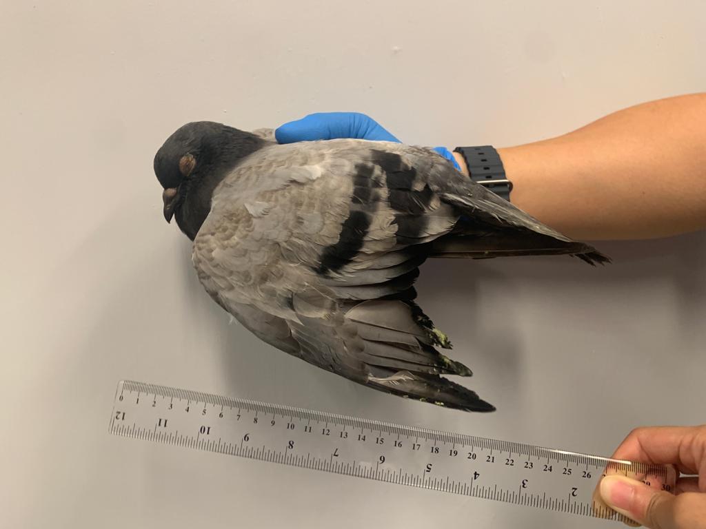 將軍澳66歲男子疑不滿野鴿滋擾徒手折翼 涉殘酷對待動物被捕