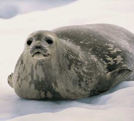 8天南極洲飛航郵輪之旅