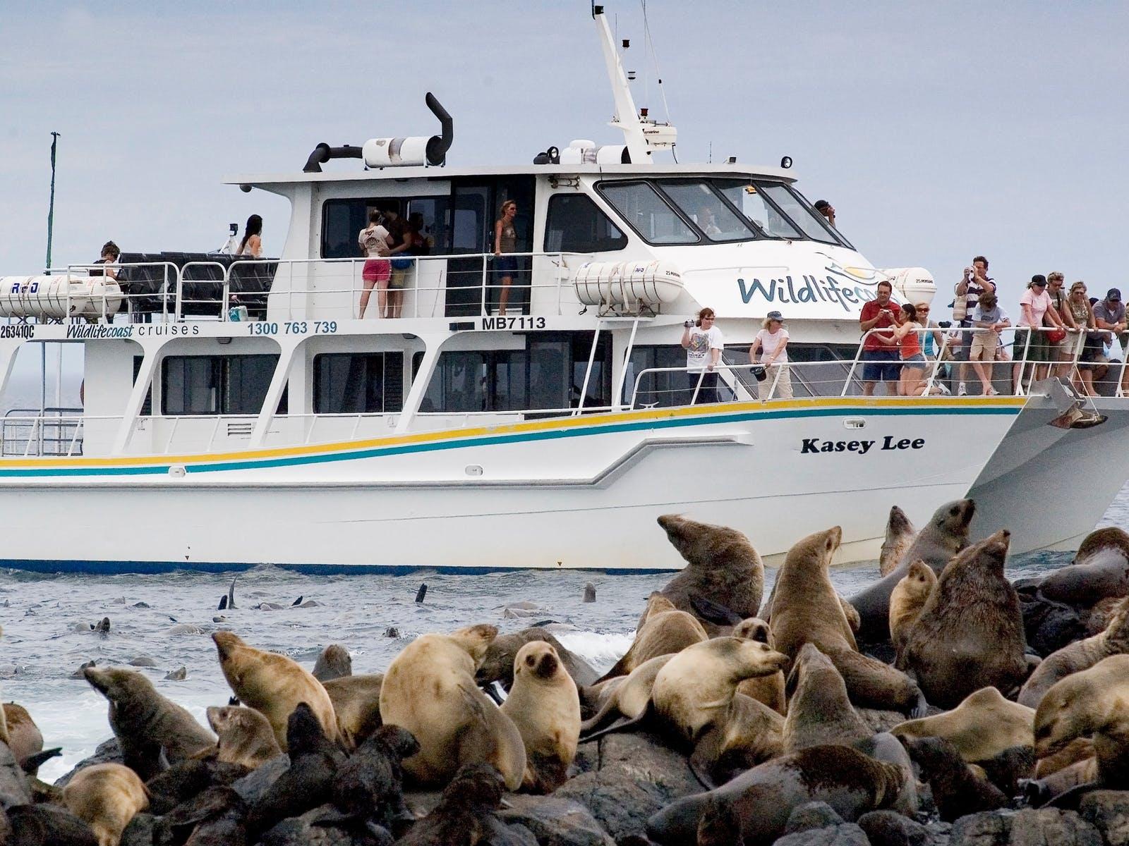 菲利普島海豹遊輪2小時生態遊