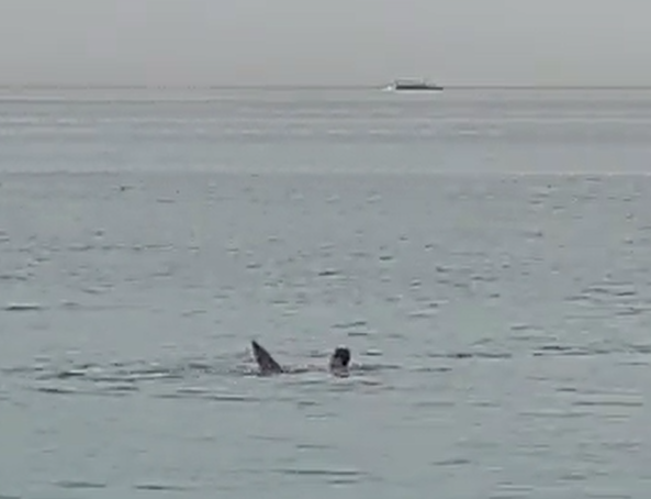 男子在紅海被鯊魚襲擊。(影片截圖)