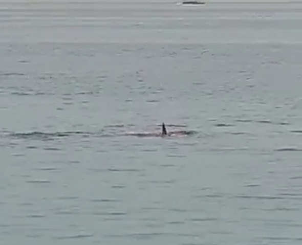 鯊魚襲擊後,水上顯示出一片血紅。(影片截圖)